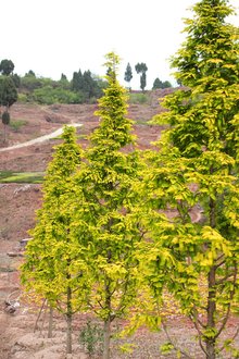 最新彩葉樹種種植與養(yǎng)護指南，從選種到養(yǎng)護一步到位！