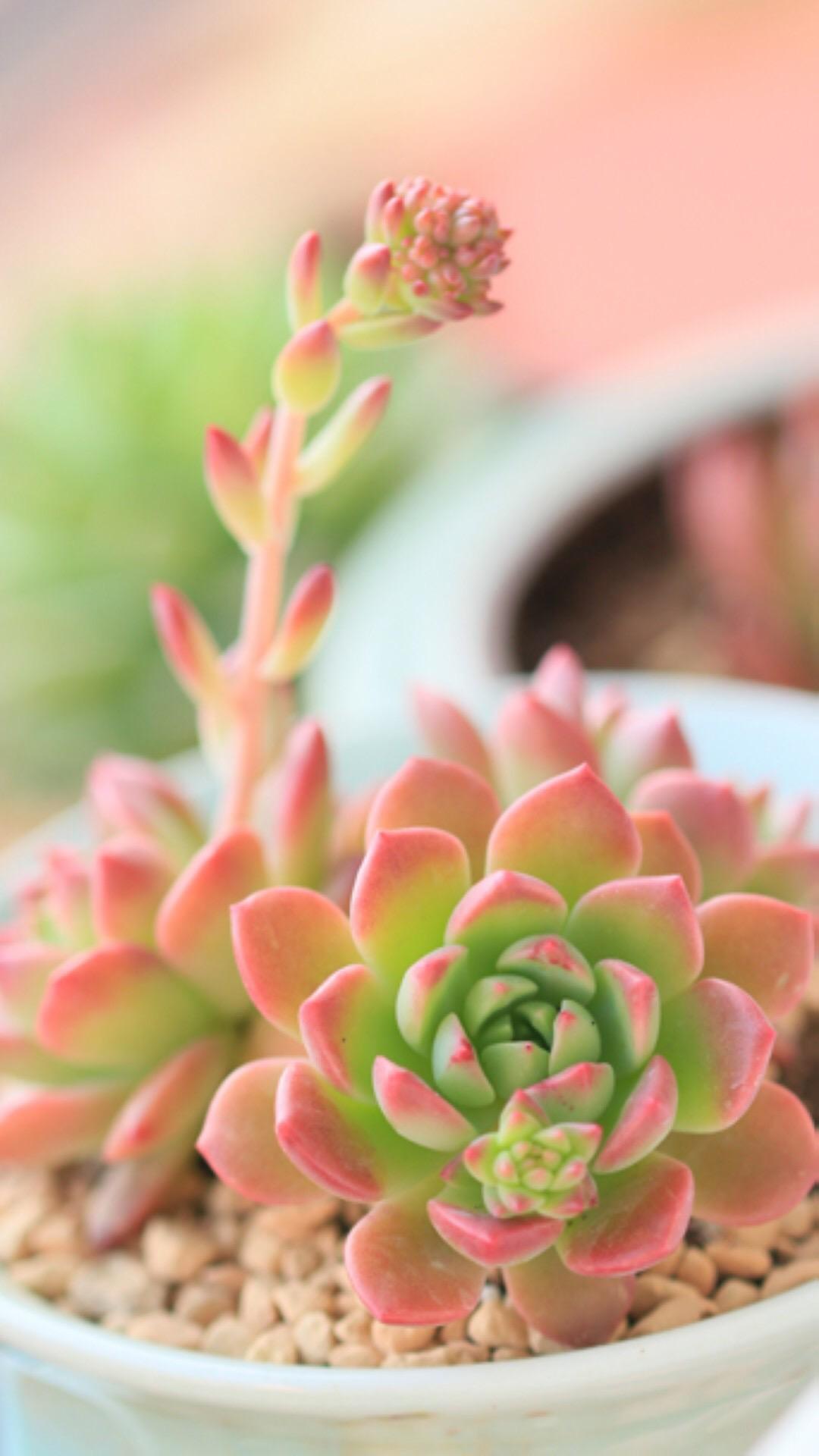 最新多肉植物，獨(dú)特的植物美學(xué)觀點(diǎn)探討
