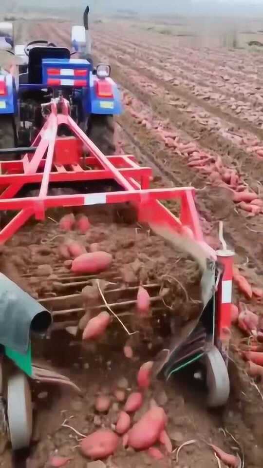 科技革新引領(lǐng)紅薯挖掘新紀元，最新挖紅薯機器亮相！