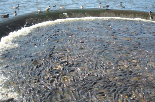 美國鯉魚成災(zāi)背后秘密揭秘，鯉魚泛濫與小巷獨(dú)特小店的故事