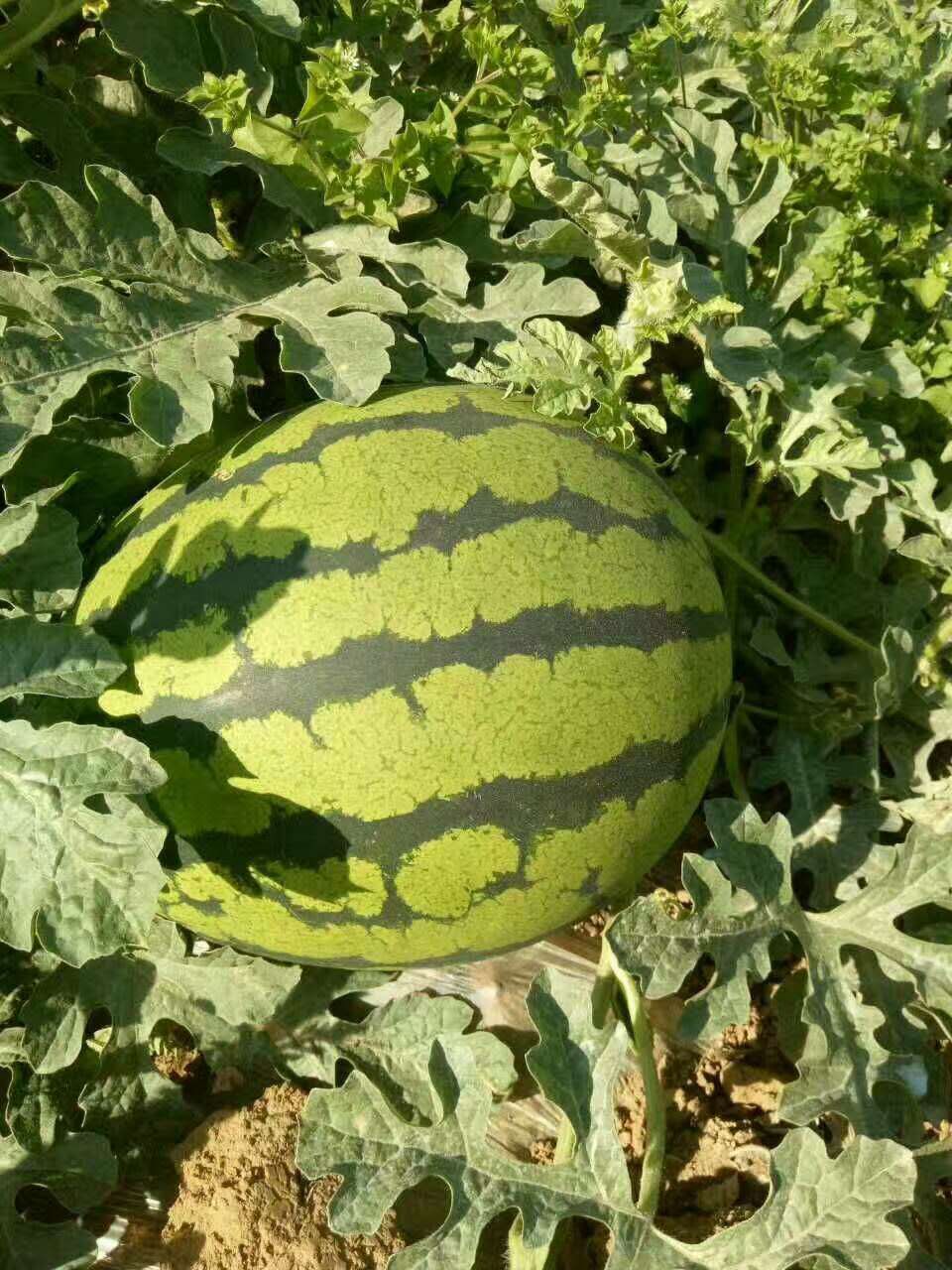 惠民西瓜最新價(jià)格，一顆瓜的成長(zhǎng)之路與你的成長(zhǎng)相伴