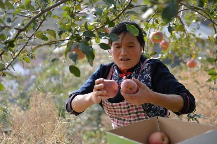 沂源蘋果最新價(jià)格，綠色之旅帶來內(nèi)心的平靜