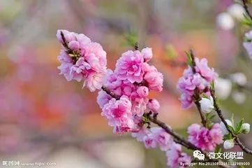 科技巔峰之作桃花開啟未來生活新紀(jì)元，最新章節(jié)預(yù)覽