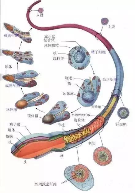 窩精子最新，小巷中的秘密風(fēng)味探索