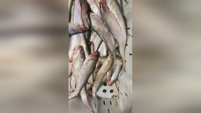 最新魚視頻，海洋生態(tài)與觀賞魚文化的精彩交融