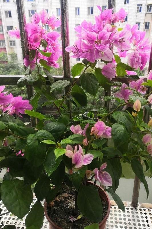 小巷深處的獨(dú)特花語(yǔ)，最新殘花之美
