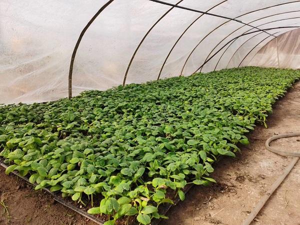 探索自然美景的輕松之旅，最新黃瓜社區(qū)