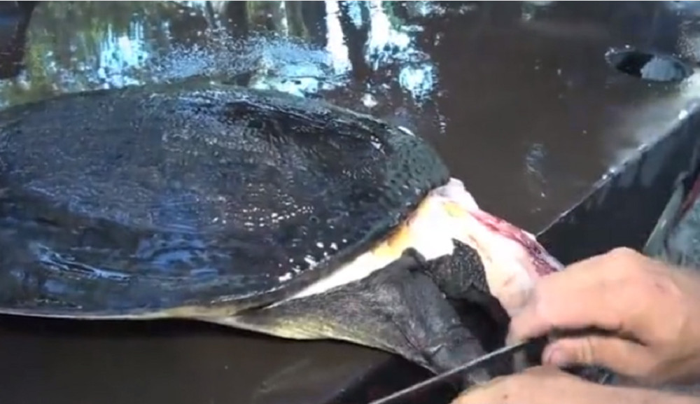 最新釣甲魚，一段垂釣樂趣的溫馨時光