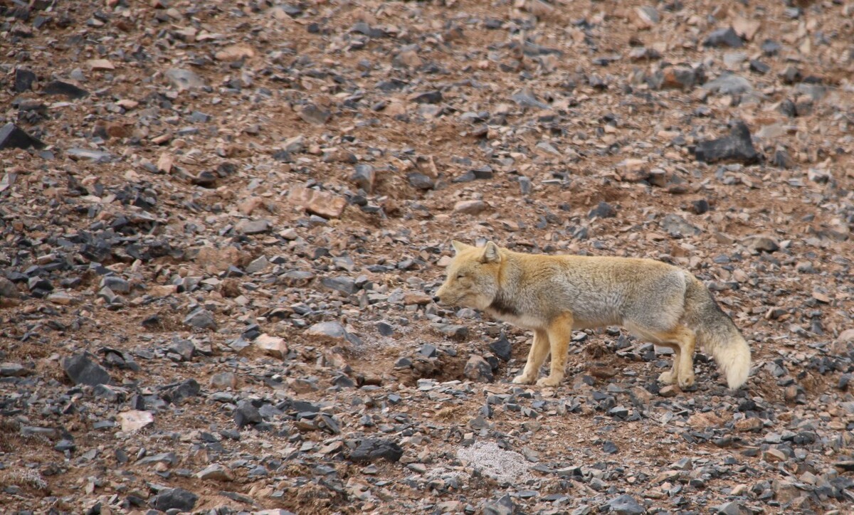 最新野狐，學習變化，自信助力夢想實現(xiàn)