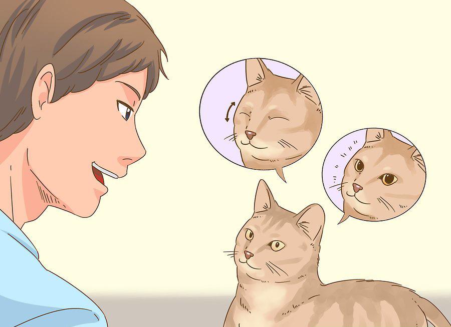 貓咪最新破譯，高科技重塑貓奴生活，智能養(yǎng)貓新時代的開啟