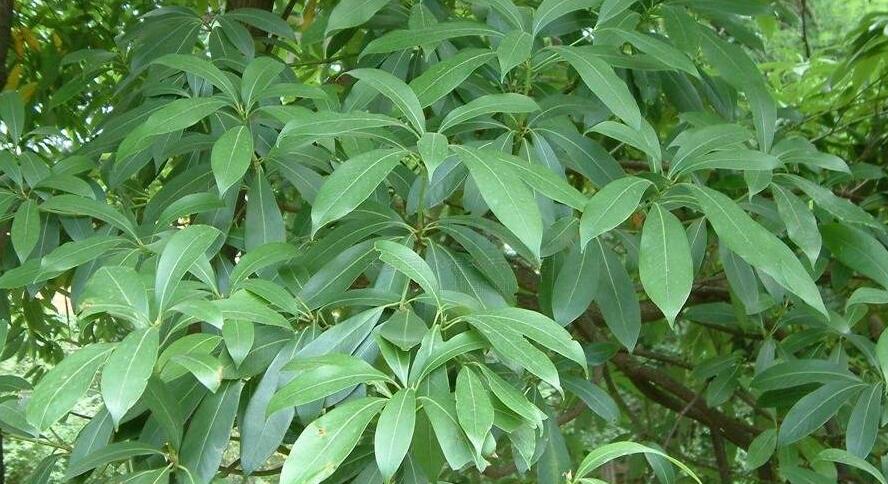 南山楠最新，自然美景的輕松探索之旅