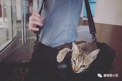 最新橘貓萌態(tài)大賞??