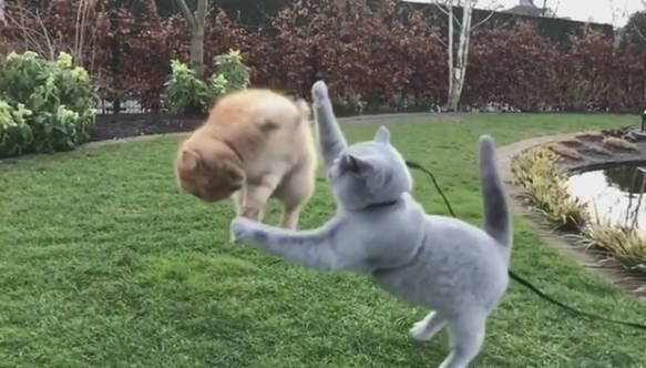 最新橘貓萌態(tài)大賞??