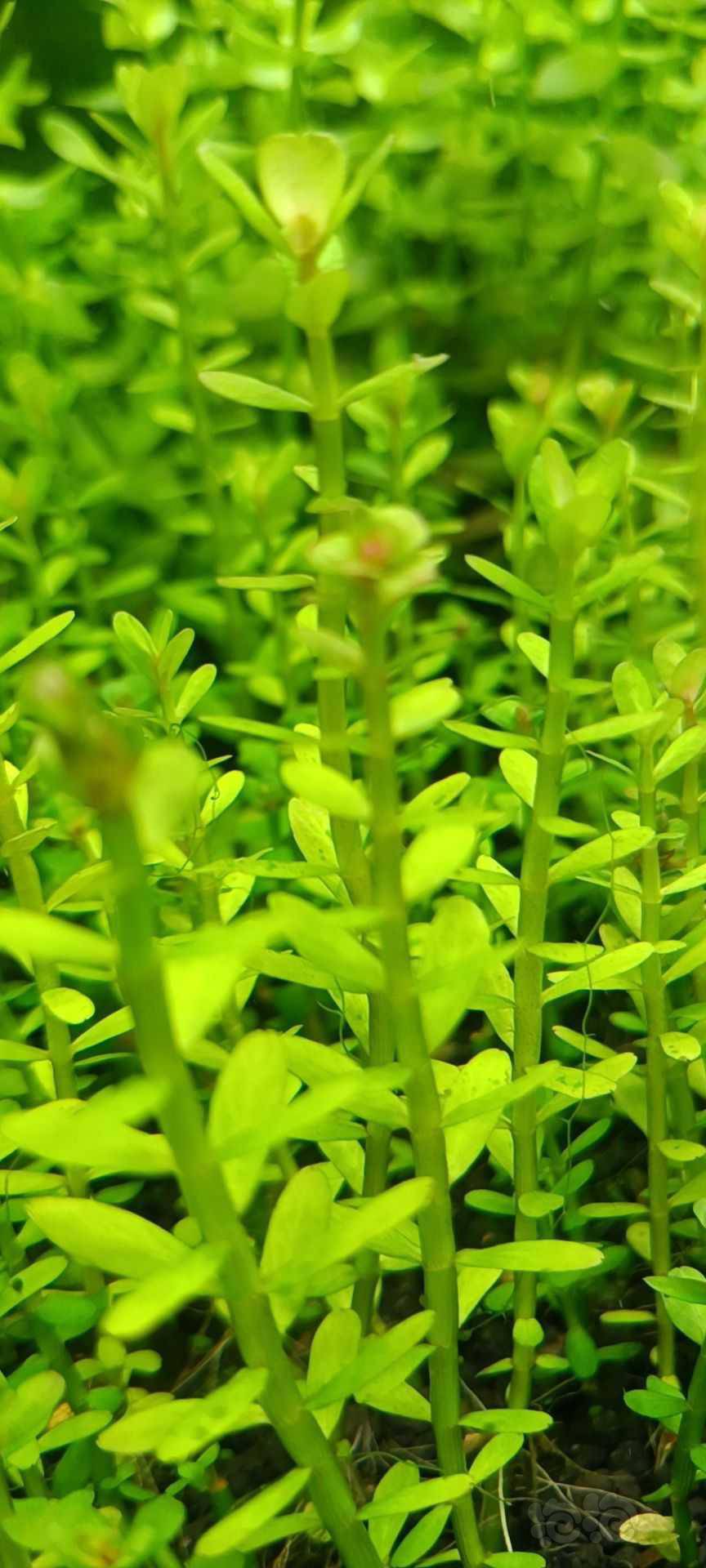 最新福利草草，自然美景之旅，探尋內(nèi)心平和與喜悅的旅程