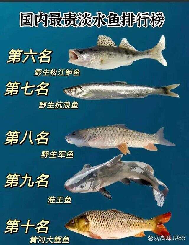 青魚國(guó)產(chǎn)最新論述，探索與解析