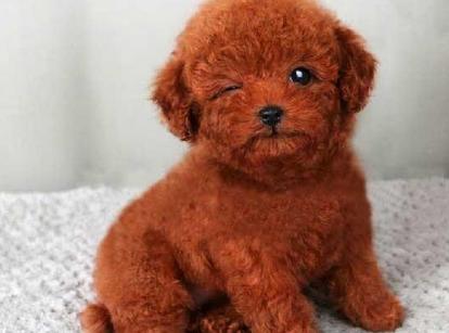 最新小鹿犬，趣事不斷，傳遞溫馨友誼與愛(ài)的小使者