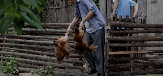 最新版偷雞，從變化中學(xué)習(xí)，擁抱自信，成就非凡之路