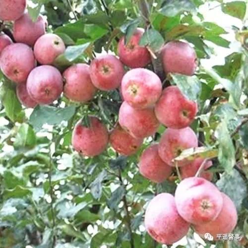 西太后愛心包最新系列，時(shí)尚與慈善的完美結(jié)合，展現(xiàn)獨(dú)特魅力風(fēng)采