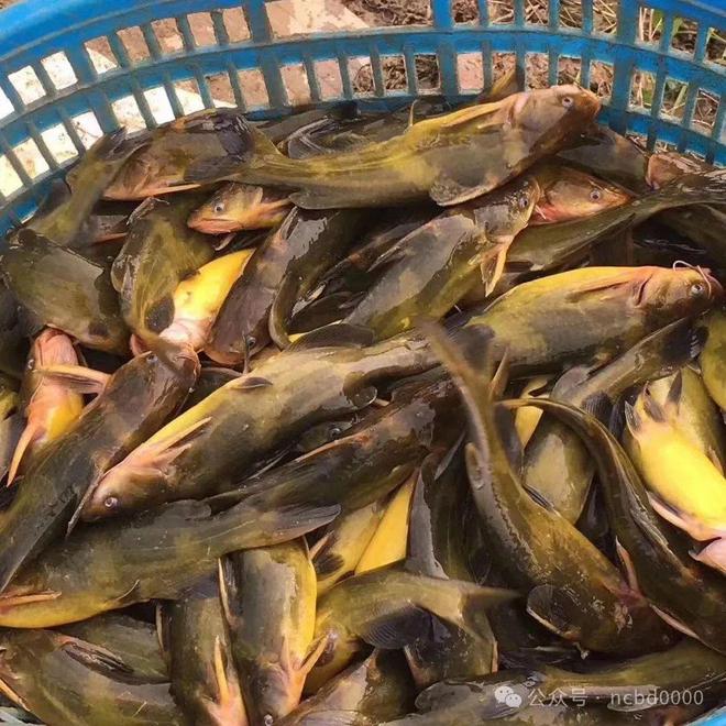黃顙魚最新報(bào)價(jià)大全，專業(yè)指南與實(shí)時(shí)更新